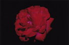「Rose」菊池雄介（埼玉県）