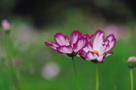 「秋風そよぐ」依田淳逸（東京都）