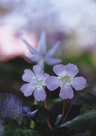 「おだやかな春」鈴木芳江（東京都）