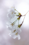 「桜色」今関弘明（東京都）