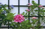 「アジサイの花」坂詰 金治郎（新潟県）