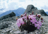 「高嶺の花」五百蔵 実（岡山県）