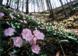 「山里の春」庄子一男（茨城県）