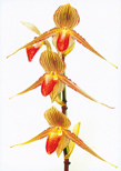 「命」廣瀬光八（兵庫県）