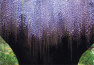 「ワイングラス」三上保子（千葉県）