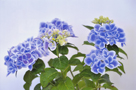 「淡く優しく」渡邉　隆（新潟県）