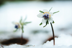 「雪中に咲く」植木　勤（長野県）