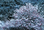 「春雪」川田武男（栃木県）