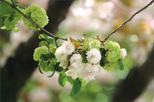 「花の交錯」田所俊一（東京都）