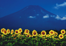 「夏日和」早野由香（埼玉県）