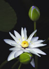 「清楚」深井征子（京都府）
