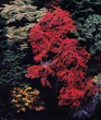 紅樹