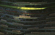 秋光の棚田