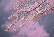 春爛漫