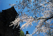 桜吹雪