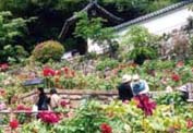 奈良県桜井市・ぼたん祭