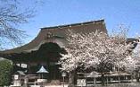 愛知県江南市・藤まつり