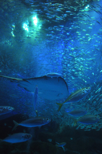 (4)大きな魚と小さな魚の群れをいっしょに撮る