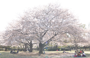 (3)逆光