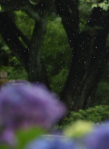 作例３前ボケと後ボケで雨粒をはさむ