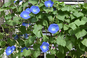 作例1 花や葉がくたびれている