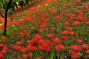 作例2 手前の花がきれい