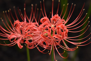 作例２手前の花弁にピント
