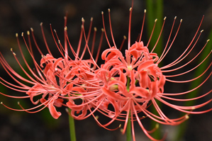 作例３奥の花弁にピント