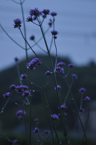 作例3 暗い背景で水滴を写す
