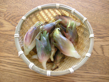 茗荷