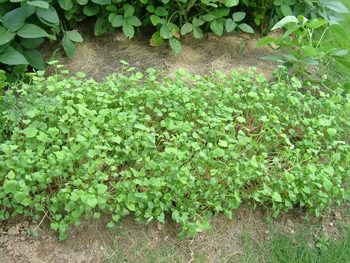 蕎麦の芽