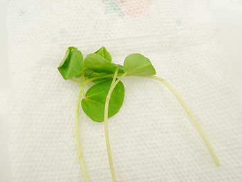 蕎麦の芽