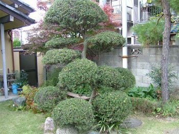 拓殖