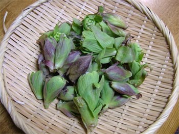 蕗の等