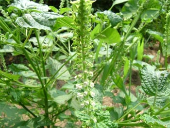 荏胡麻の花