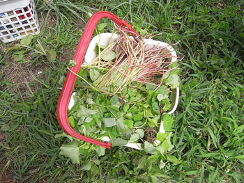 桧原猿