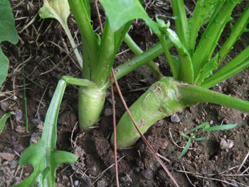 暮れ坪蕪