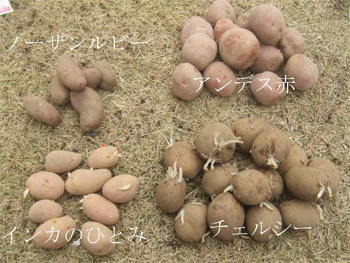 馬鈴薯