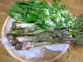 わさび菜・山うど