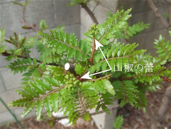 山椒