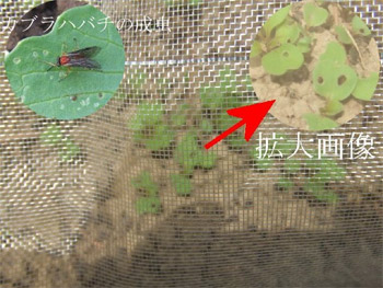防虫ネット