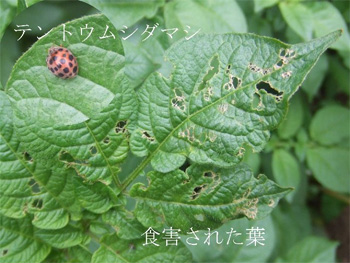 テントウムシ