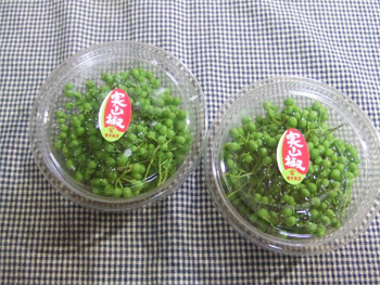 青実山椒