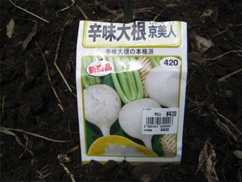辛味大根