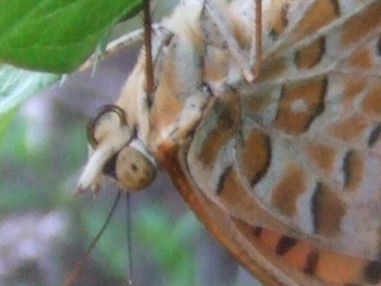 ヒョウモンチョウの大きな瞳?