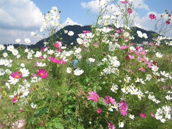 秋桜