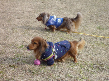 愛犬クイーポ