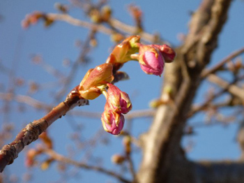 河津桜