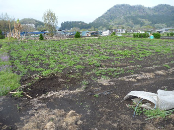 150坪