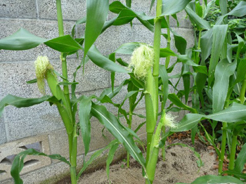 髭